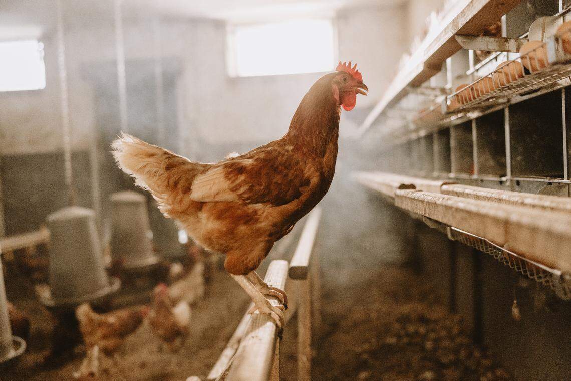 An outbreak of avian influenza at an unidentified Franklin County commercial poultry operation was confirmed Jan. 24, 2025.