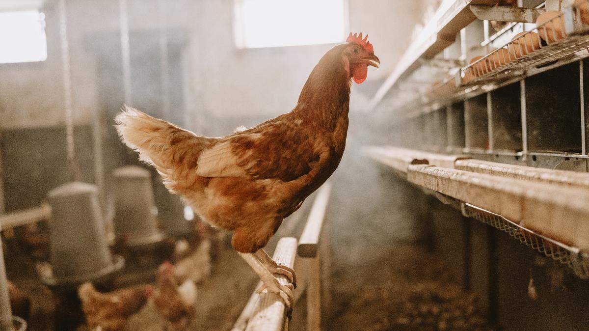An outbreak of avian flu at an unidentified Franklin County commercial poultry operation was confirmed.