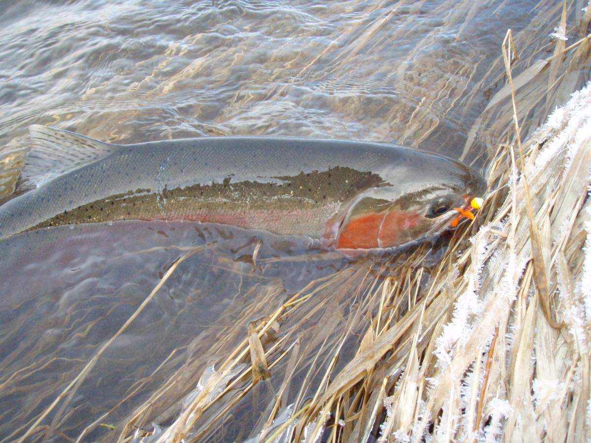 Wild steelhead exhibit a wide range of spotting patterns and variations in color over the course of each season.