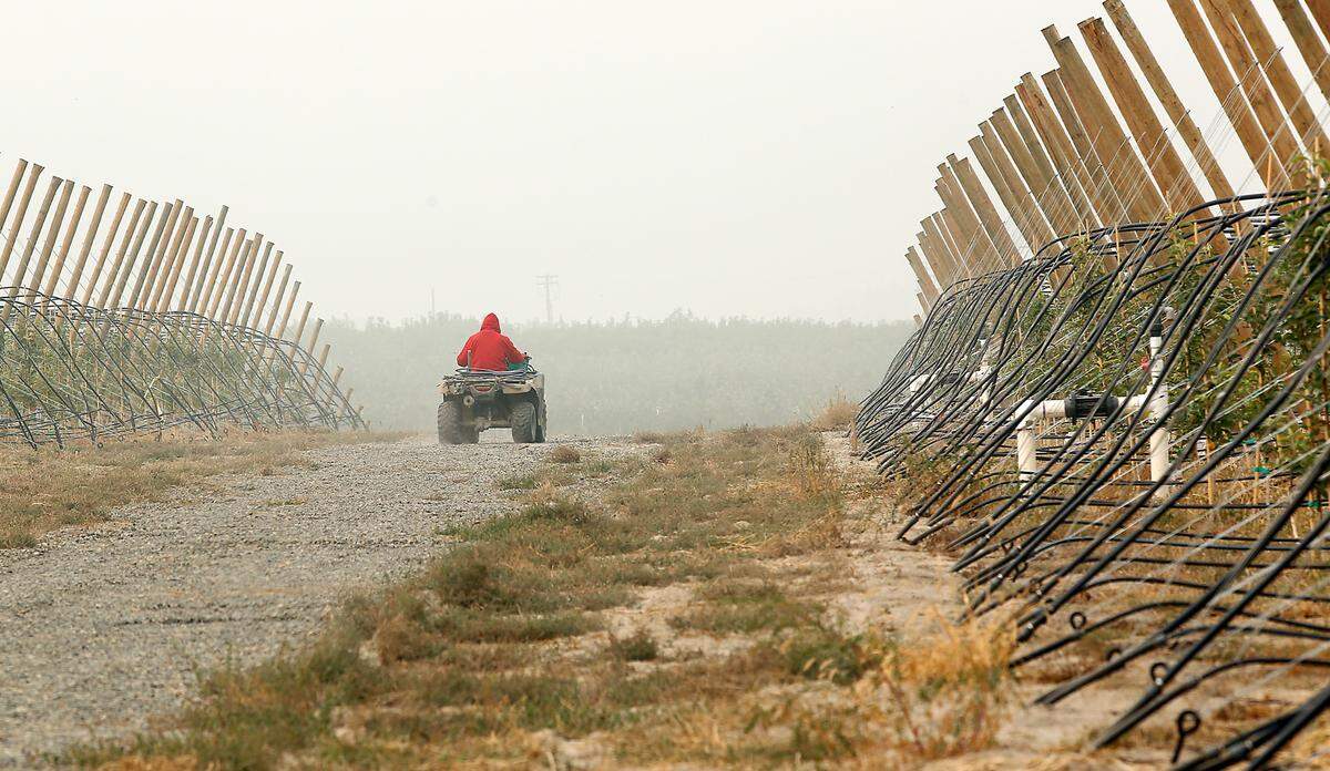 A worker rides a four-wheeler down a gravel road at an orchard next to Nine Canyon Road east of Kennewick that’s blanketed by a massive smoke plume from fires in the Northwest and California.