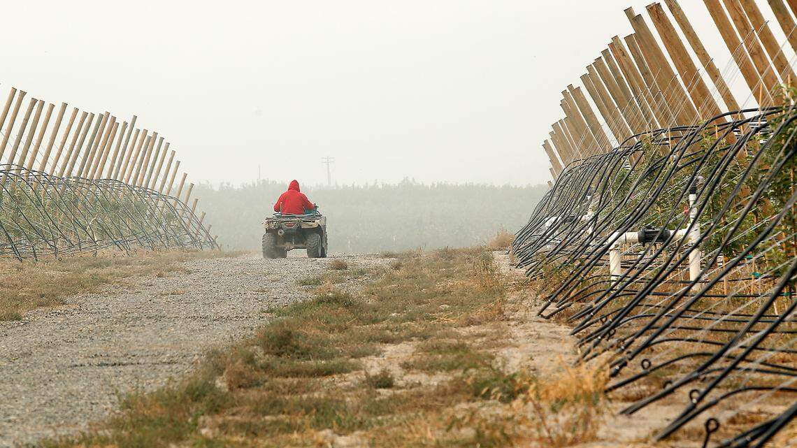 Wildfire smoke blankets harvest season with no clear rules to protect farm workers