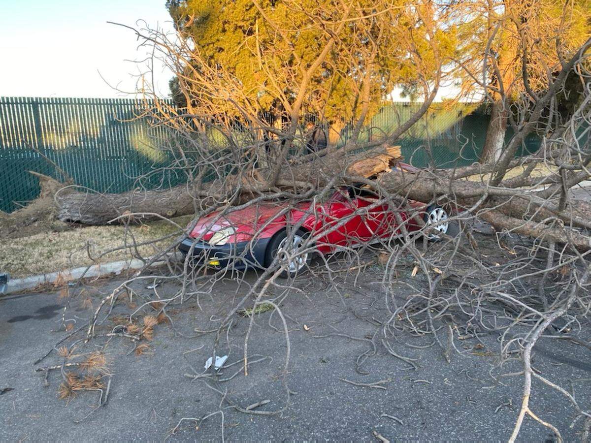 A Honda was crushed underneath a tree near the intersection of South Wehe Avenue and Butte Street.