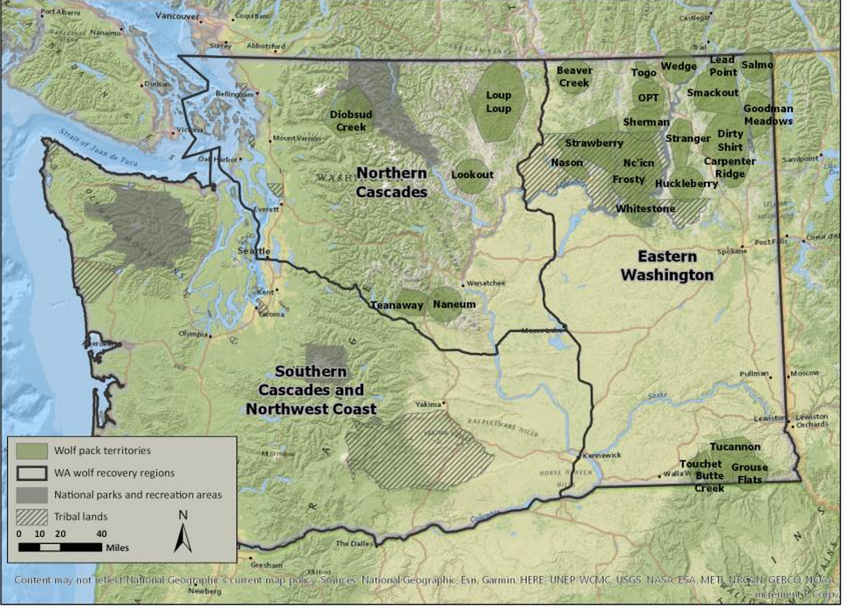 Washington state has three wolf recovery regions, with no known wolf packs in the region west of the Tri-Cities.
