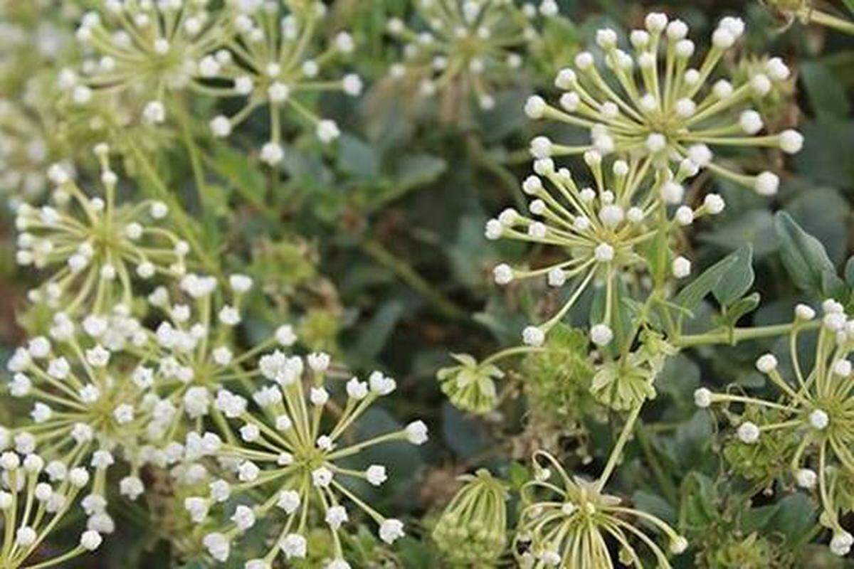 Wildflowers at Two Sisters.