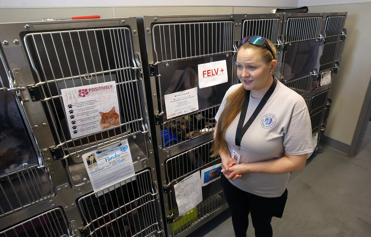 Monica Noonan, Tri-Cities Animal Services foster and transfer coordinator, provides an update about the 17 cats and kittens rescued from a hoarder.