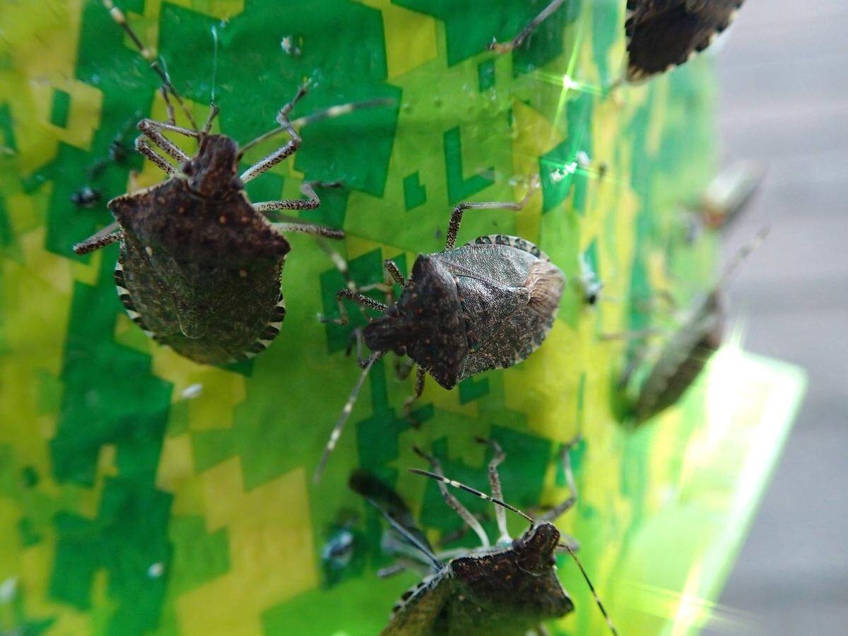 Brown marmorated stink bugs may find their way into many Washington houses this winter.