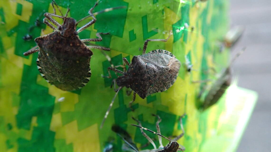 Squishing, swatting, smashing. How readers say they’re fighting back against stink bugs