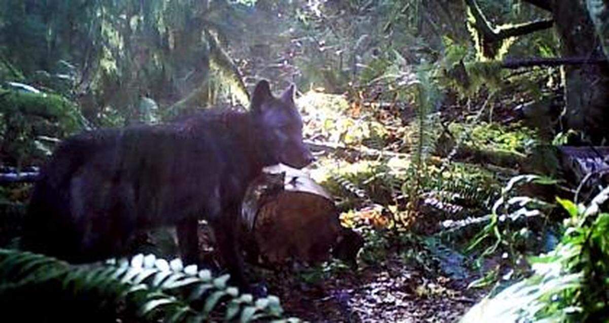 A wolf from the first known pack in Washington state west of the crest of the Cascade Mountains was caught on a wildlife camera.