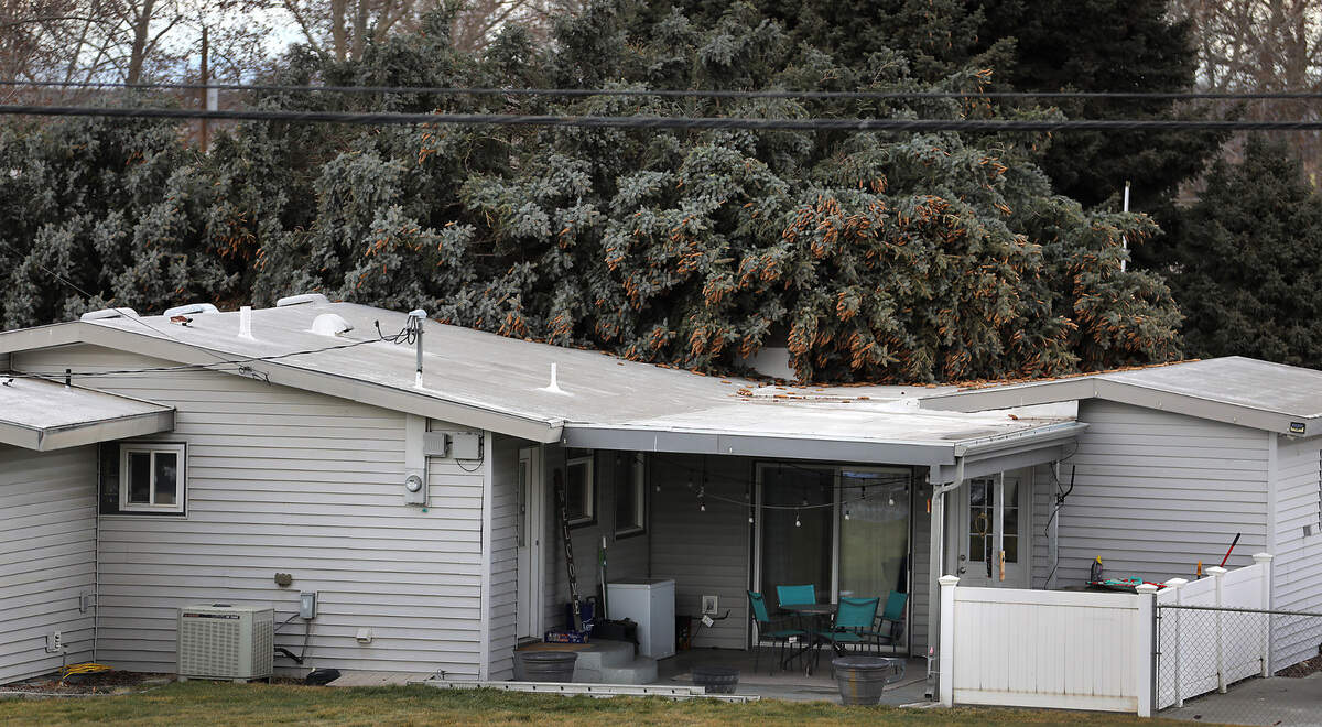 The tree toppled by Monday’s strong wind gusts spans across the roofline of Pedro Mojica’s house at 7203 W. Arrowhead Avenue in Kennewick. A quick reacting delivery driver was caught on video running from the front door as the tree came down. He was not injured and completed the delivery to the this back sliding glass door.