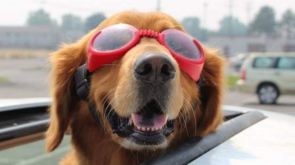 Jake the Goggle Dog , a golden retriever popular around Tri-Cities, is undergoing surgery for a tumor.