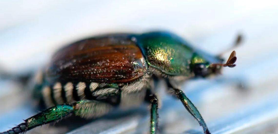 An adult Japanese beetle.