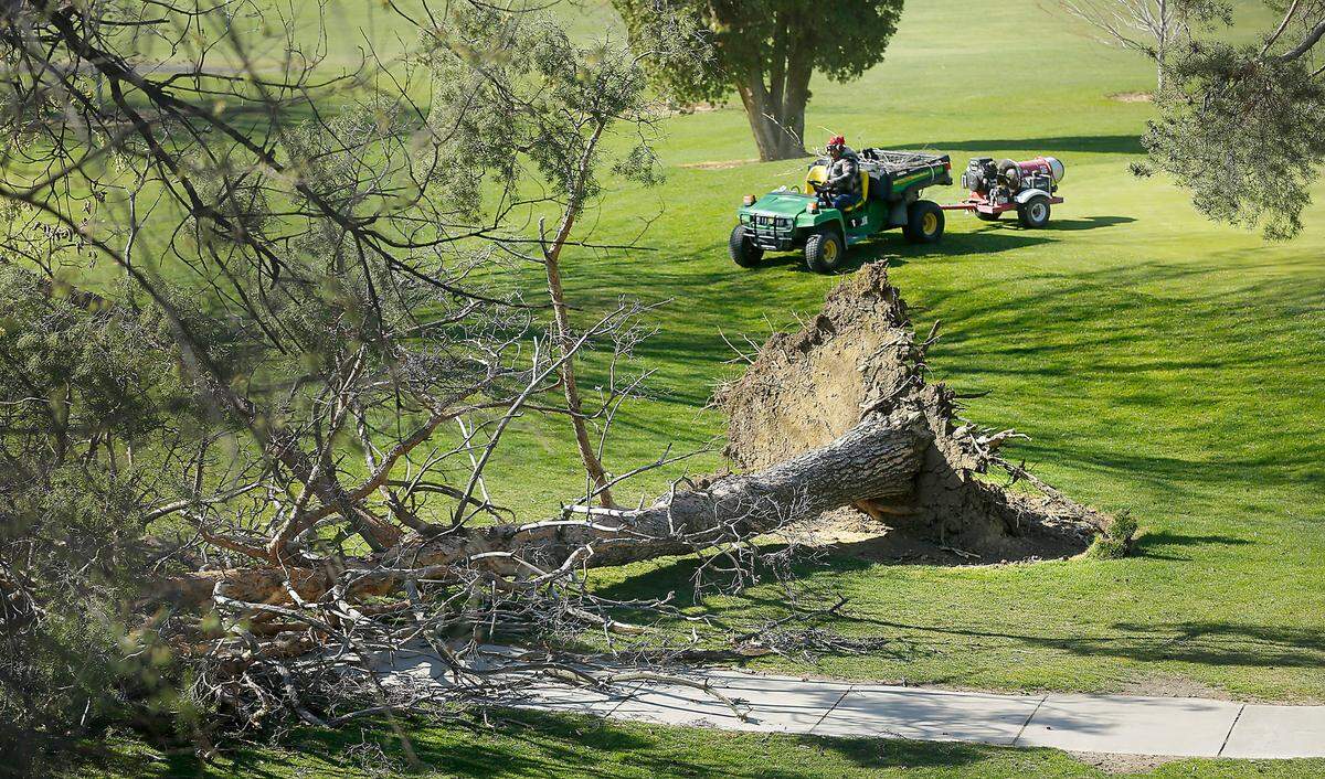 A member of the grounds crew at Zintel Creek Golf Club in Kennewick drives past a tipped over evergreen tree Monday morning along West Canal Drive in Kennewick.