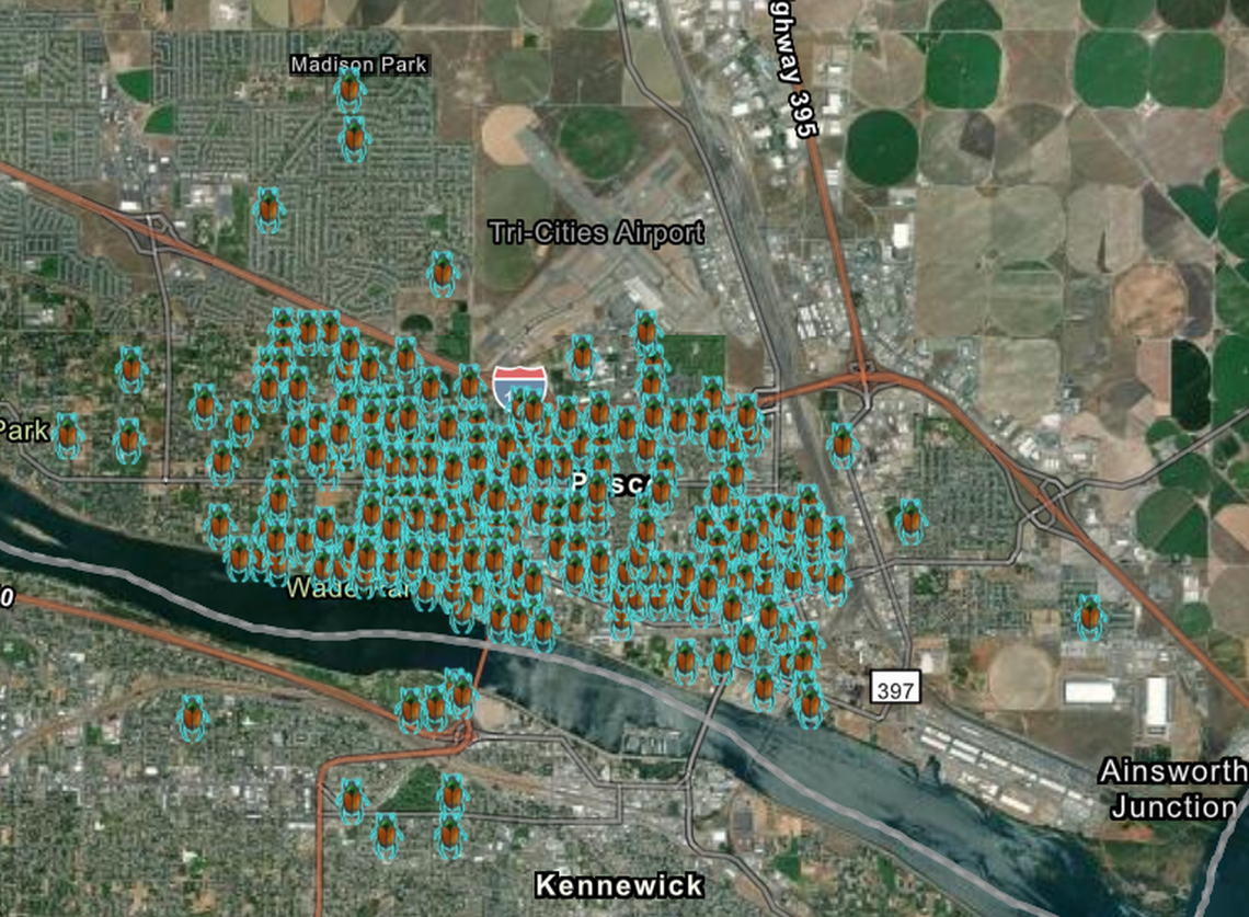 This map shows where Japanese beetles have recently been found in Kennewick and Pasco.