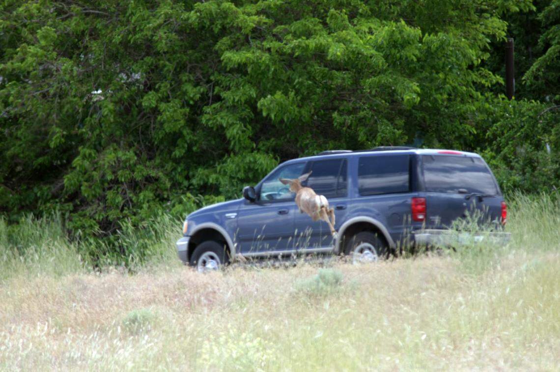 A lost-looking mule deer seems befuddledby noisy traffic Wednesday morning just yards away on Highway 240 near Columbia Center Boulevard in Richland. The deer appeared hemmed in by the fencing along the highway.