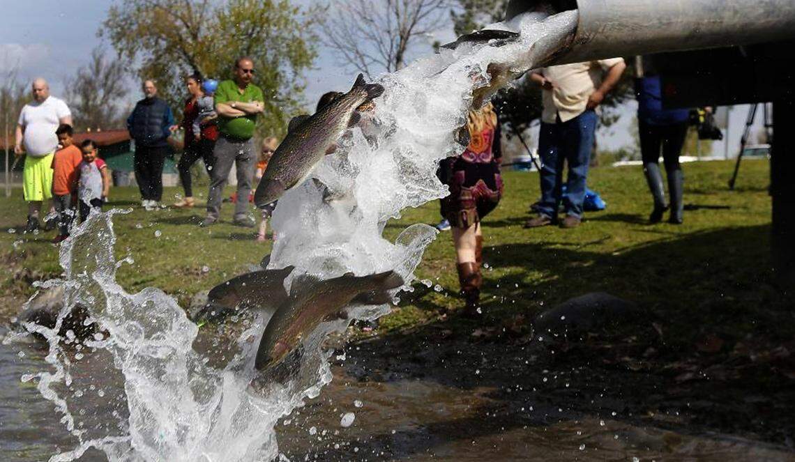 Chunky rainbow trout stream out a tube of from a Washington Department of Fish and Wildlife delivery truck in 2017 into the Family Fishing Pond in Kennewick’s Columbia Park.
