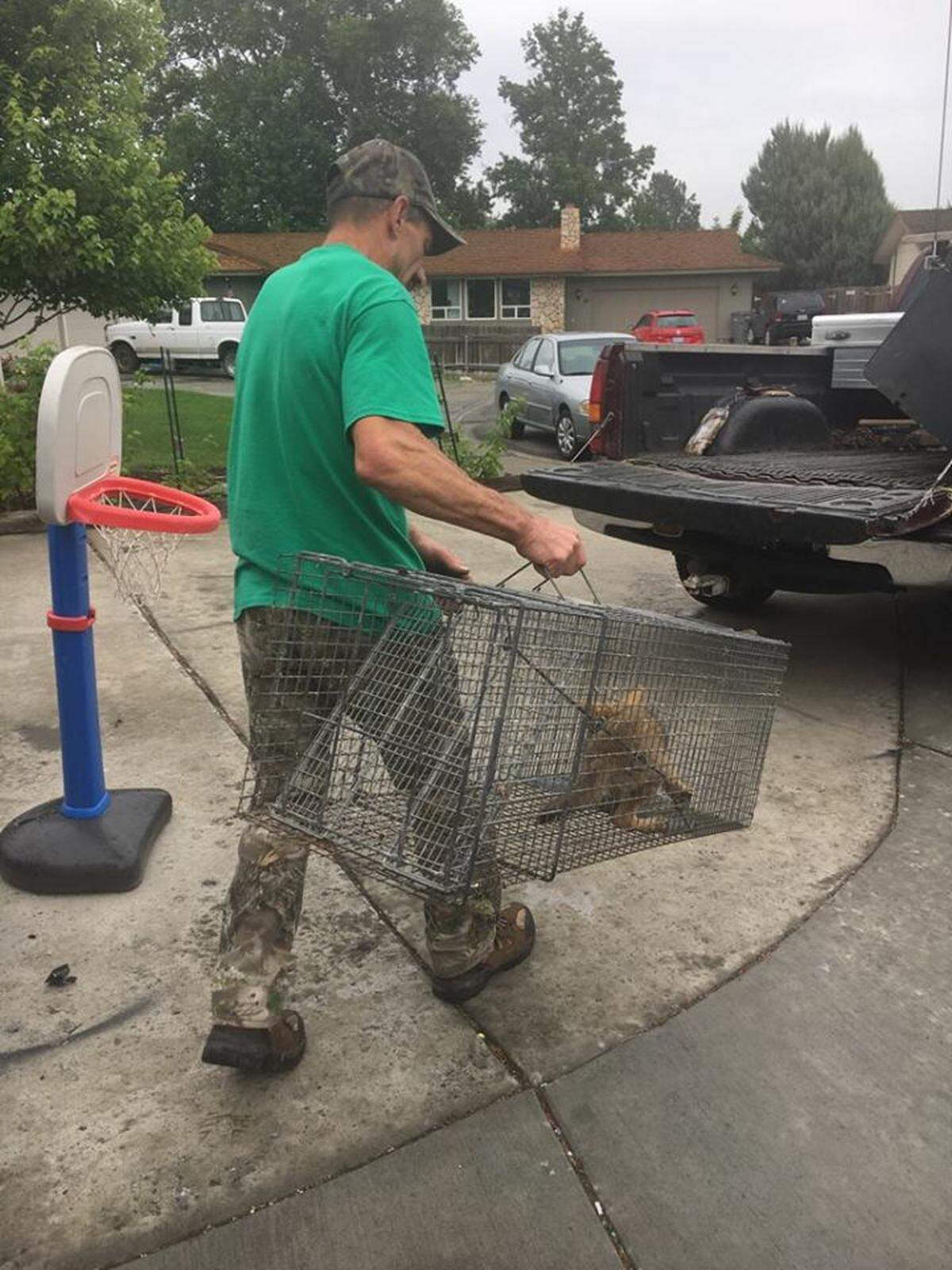 Don Caraway, a state-licensed trapper, carries away a coyote he captured from a Kennewick home Monday.