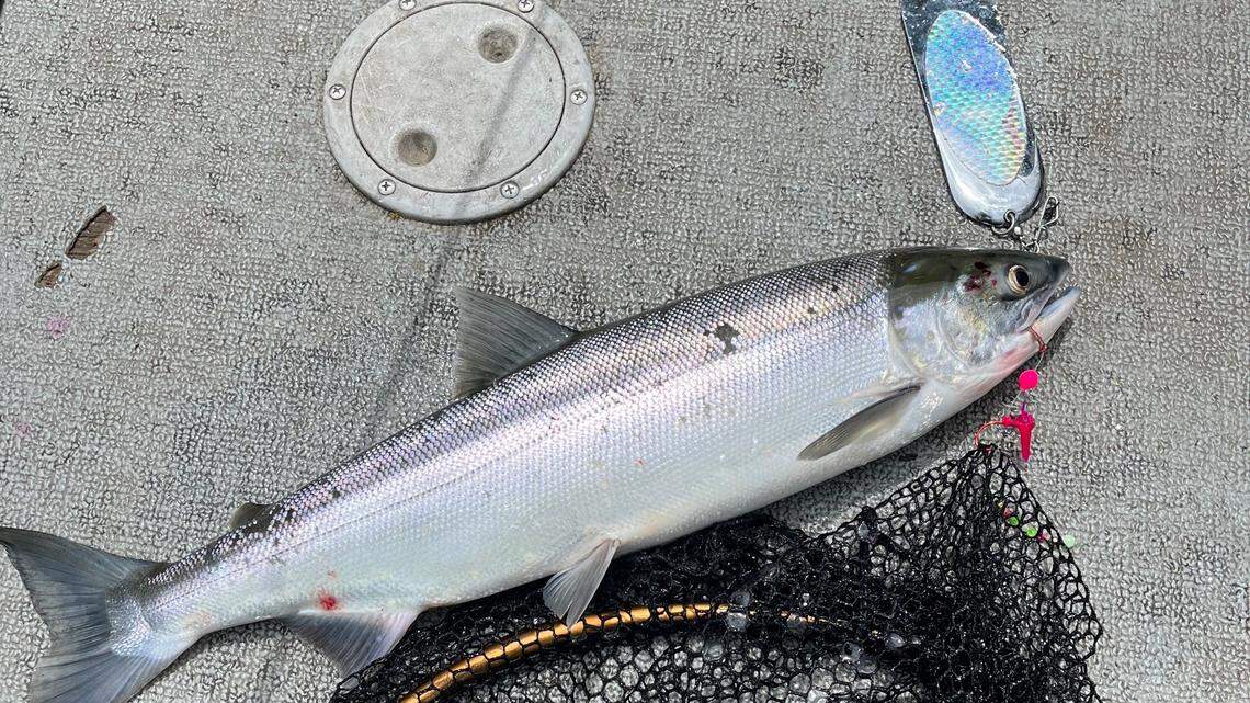 Outdoors | WA Sockeye salmon fishing odds are good with patience and right plan of action
