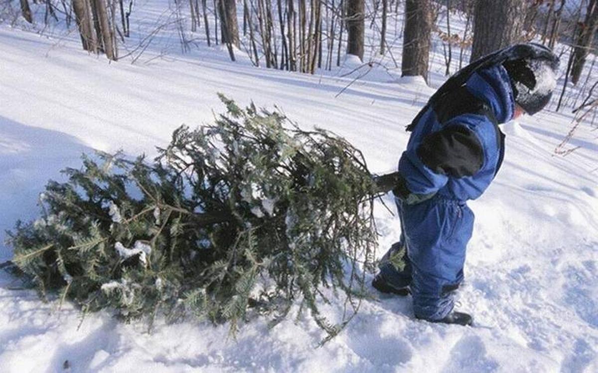Christmas tree permits are available for the Umatilla, Olympic and Mt. Baker-Snoqualmie national forests.