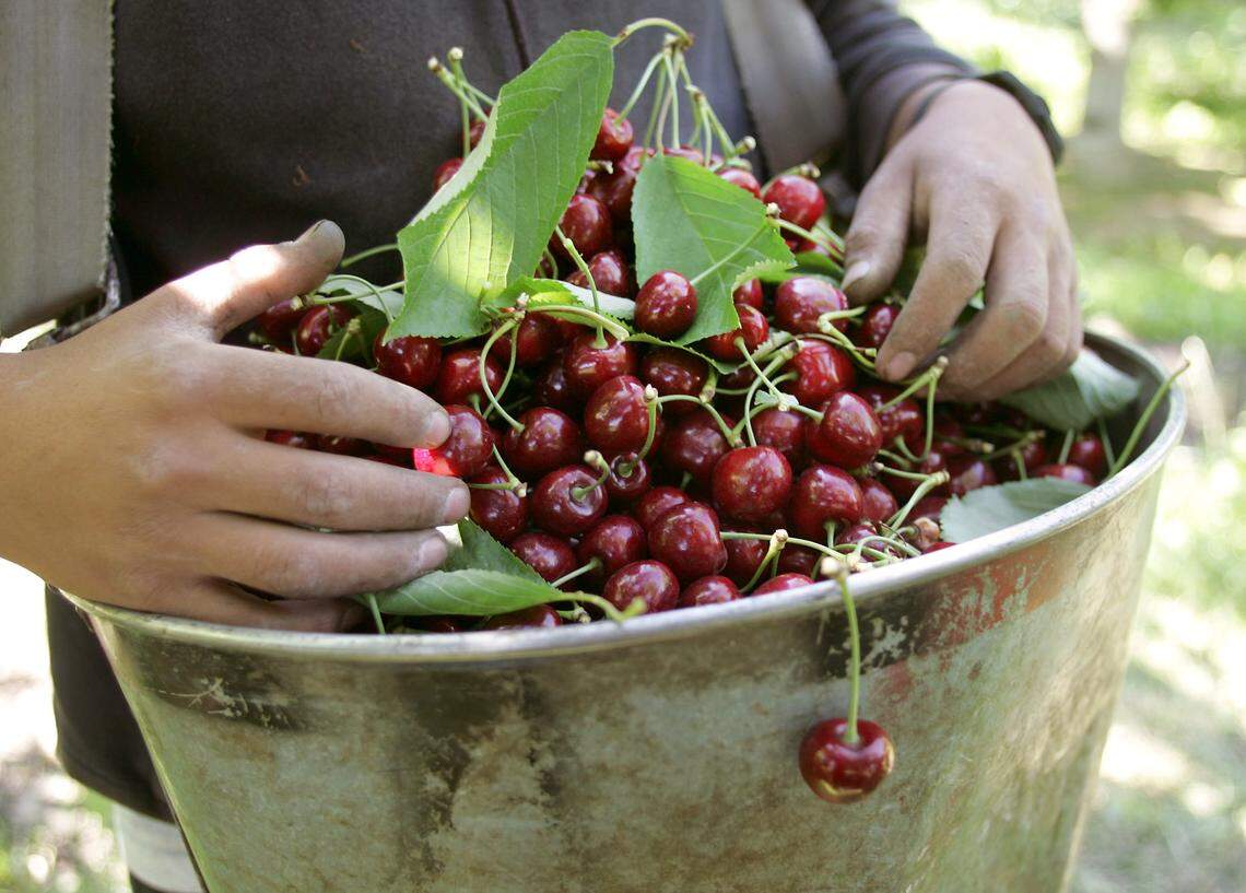 A $5.9 billion aid package to farmers affected by retaliatory tariffs does not specifically say it will help Washington cherry growers, who estimate their trade dispute losses at up to $86 million this year.