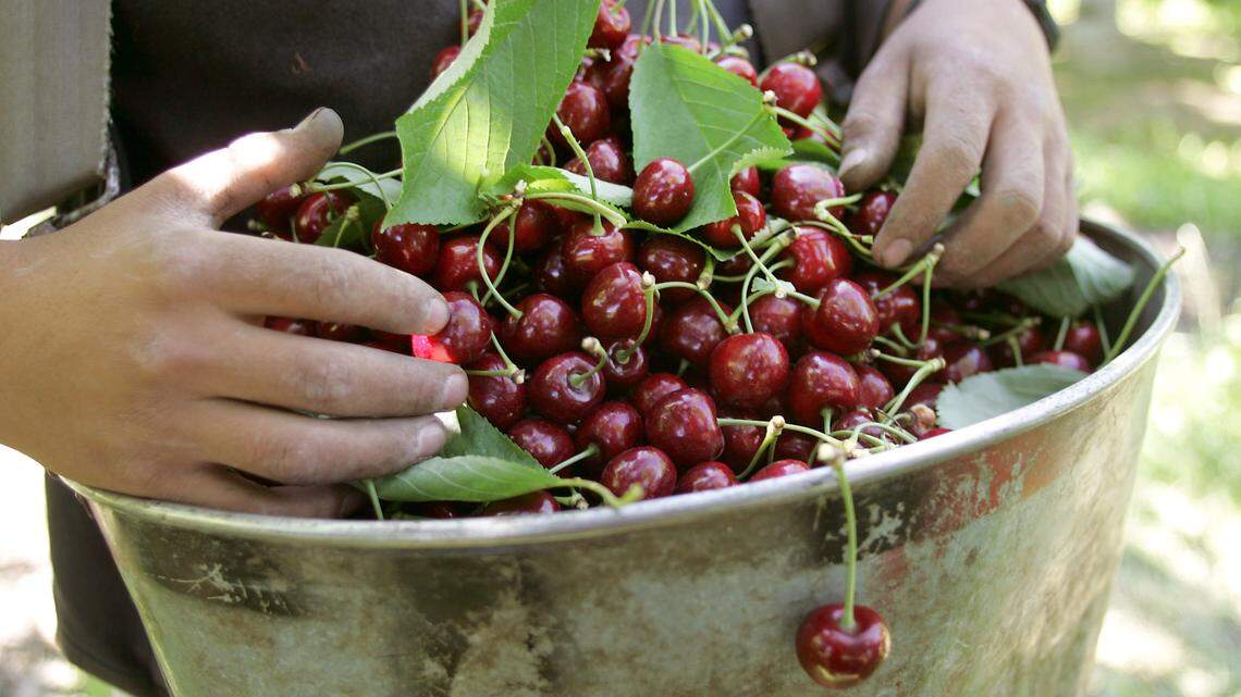 ‘Uncertainty hits.’ WA farmers in tough spot over back-and-forth ag tariff threats