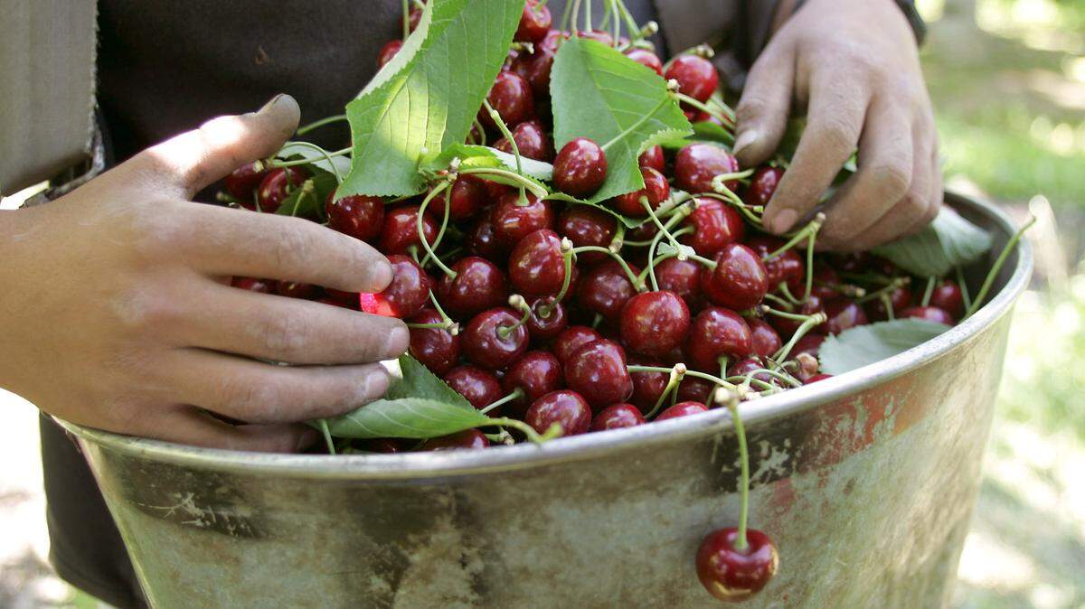 A $5.9 billion aid package to farmers affected by retaliatory tariffs does not specifically say it will help Washington cherry growers, who estimate their trade dispute losses at up to $86 million this year.