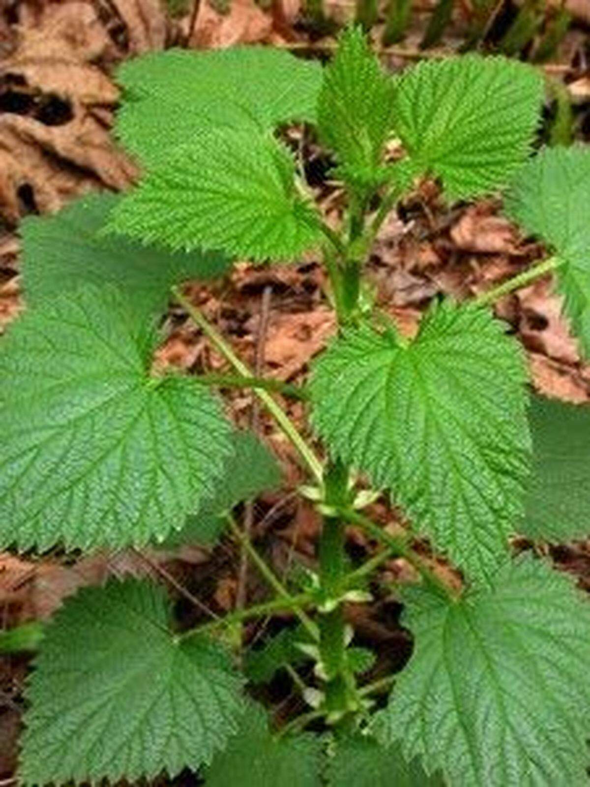 Stinging nettle (Urtica dioica). Photo by Ben Legler