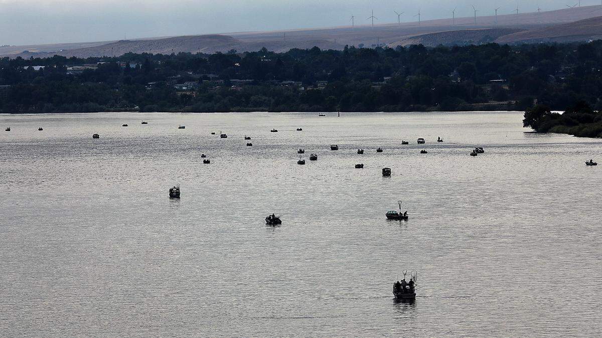Several dozen boats troll for salmon under overcast skies Friday morning on the Columbia River near the confluence with the Yakima River on opening day of the Hanford Reach fishery. The river from the Highway 395 blue bridge to Columbia Point, just downstream of the I-182 twin bridges, has a daily limit of 6 salmon including just 1 adult, according to emergency regulations from the Washington Department of Fish & Wildlife. The Hanford Reach salmon fishery season runs through Oct. 31.