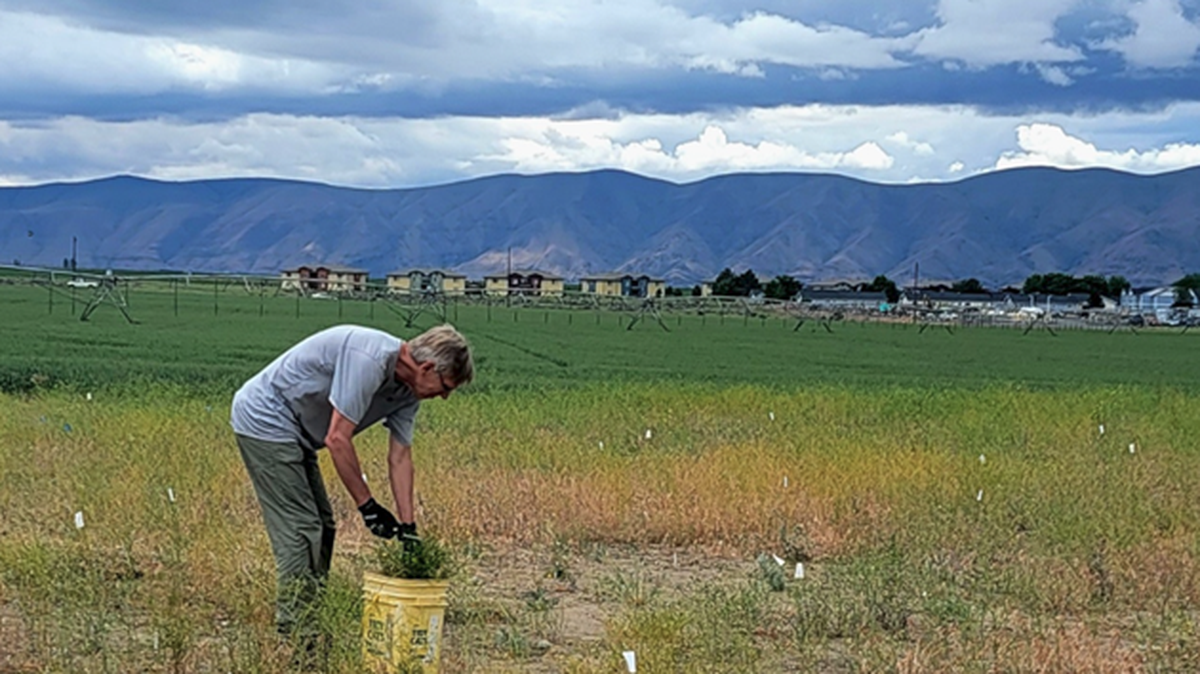 A volunteer weeds the restoration site six months after planting at the Wahluke Middle School in Mattawa.