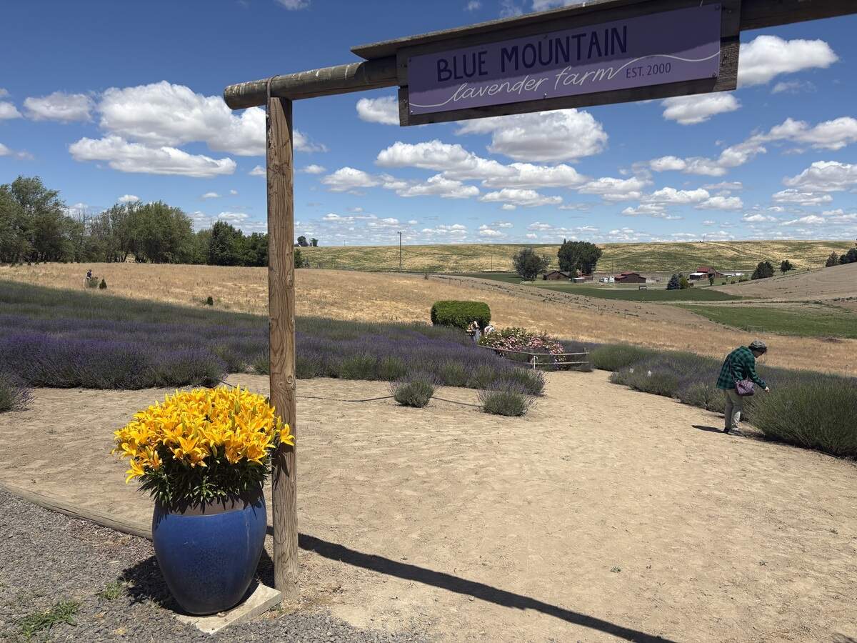 Blue Mountain Lavender Farm near Touchet offers U-pick rows to cut your own bouquets of various varieties or to pose for photos.