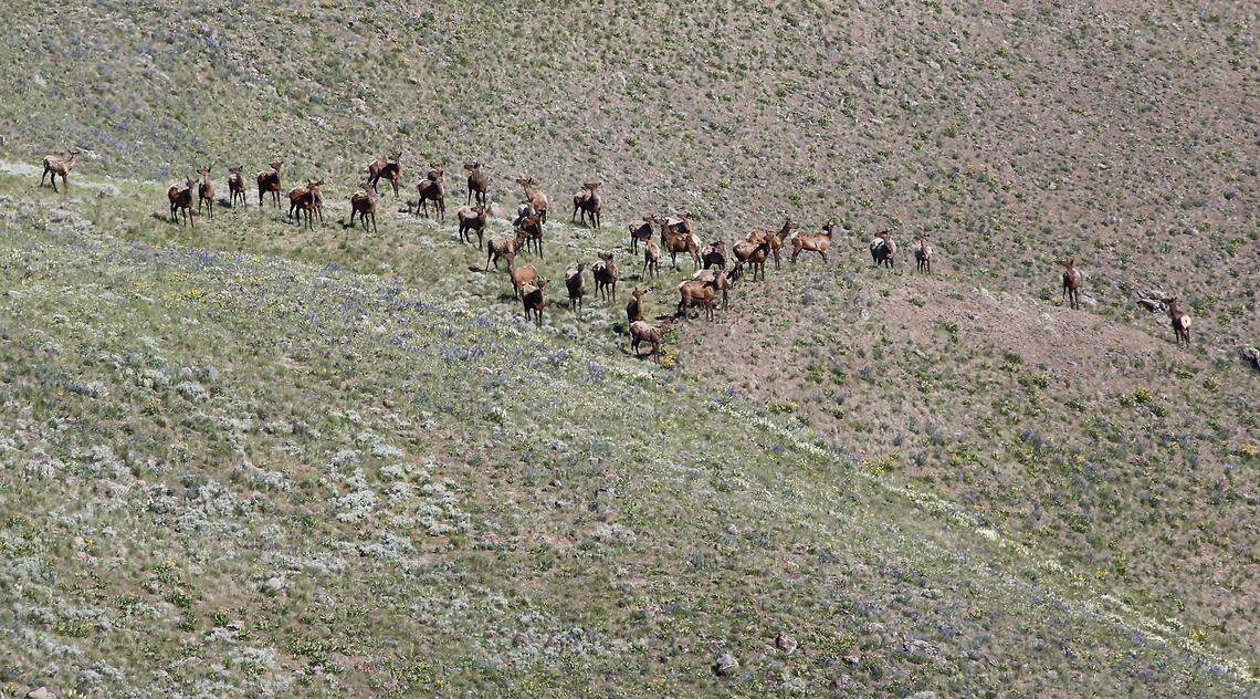 A group of about three dozen elk cross a bench below the summit of Rattlesnake Mountain on the Hanford Reach National Monument.