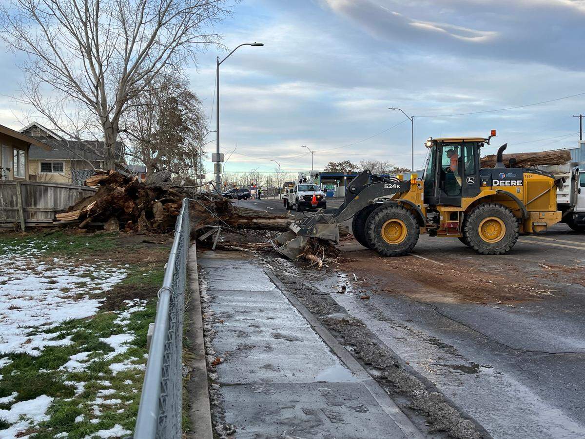 Pasco city crews remove a tree from the 900 block of 10th Avenue after it fell in Friday’s windstorm.