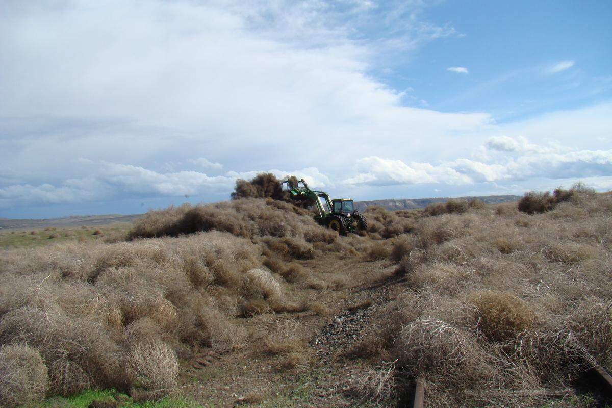 Work is continuing at Hanford to deal with tumbleweeds after recent wind storms. On Thursday the Hanford Fire Department will burn tumbleweeds along Highway 240.