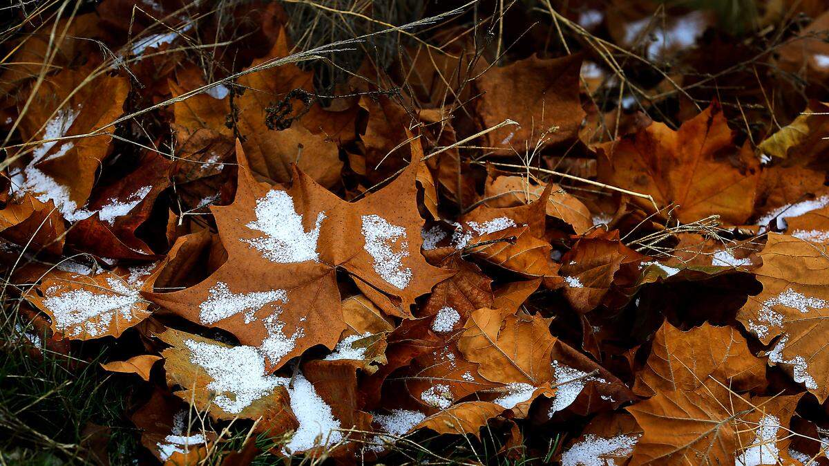 Remnants of an overnight dusting of snow are temporarily preserved on a small pile of fallen leaves.