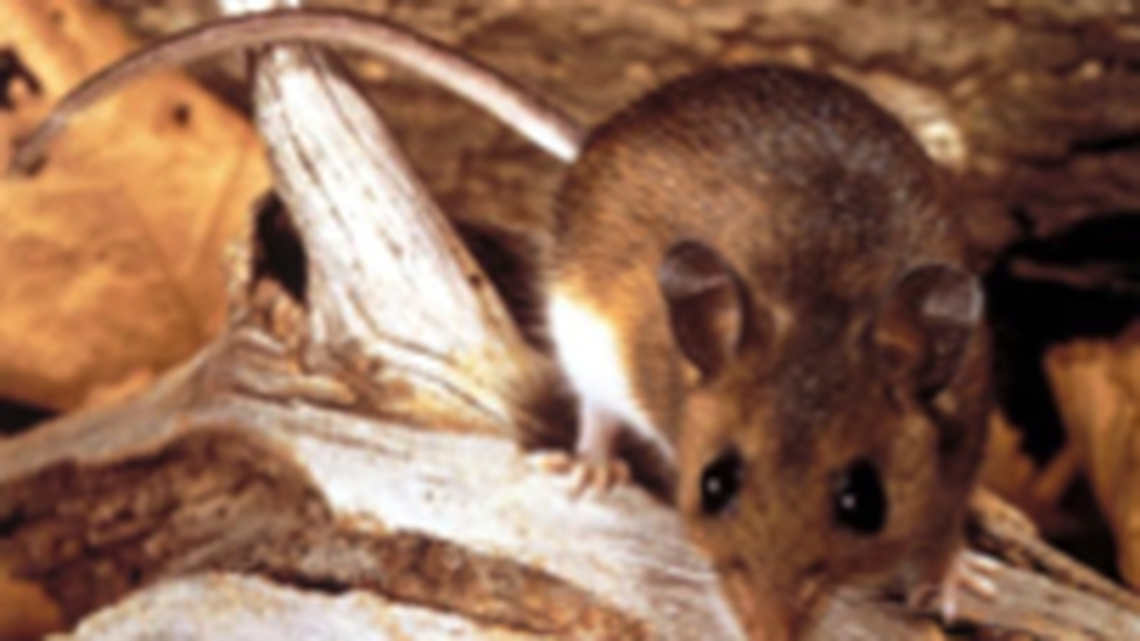 Deer mice are the only hantavirus carriers in Washington.
