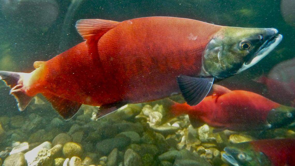 Kokanee salmon turn orange in late summer when they are getting ready to spawn.