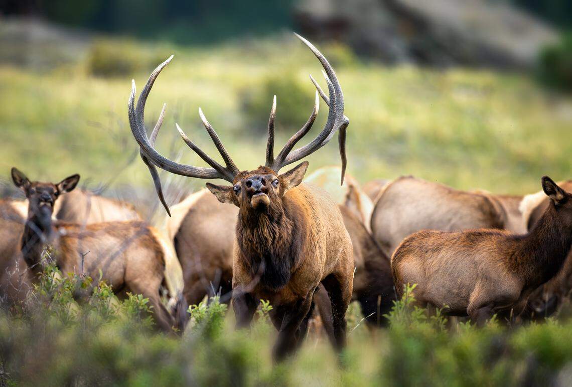 A serial poacher who shot elk and mule deer at night using a spotlight in the Blue Mountains of Oregon has been sentenced jail and fined $22,000.
