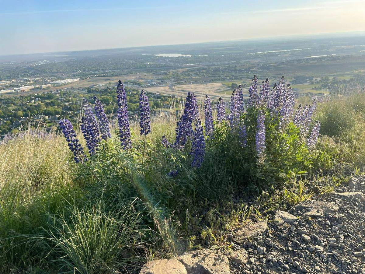 Bright purple lupine borders the Skyline Trail on Badger Mountain.