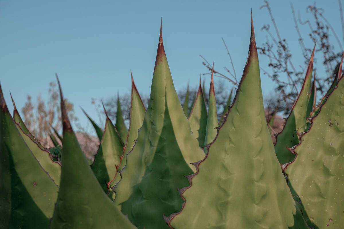 Agave and water are the only two ingredients in Mocel Mezcal.