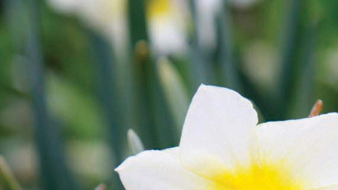 Here are tips for planting an early spring container garden