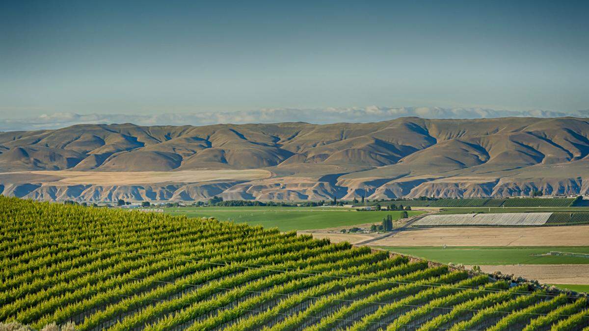 Stillwater Creek Vineyard on the Royal Slope looks across at the Saddle Mountains in Washington’s Columbia Basin.
