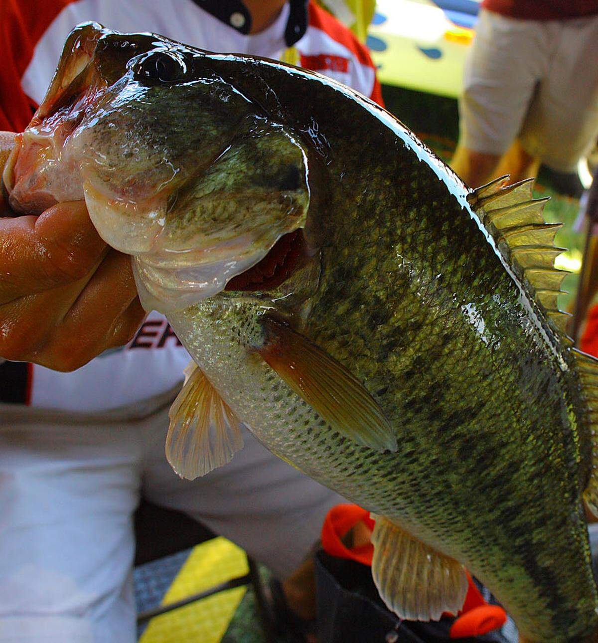 The nation's top professional bass anglers will be hoping to catch their limit on the Columbia River when the 2019 Bassmaster Elite Series makes a stop in the Tri-Cities from June 20-23.