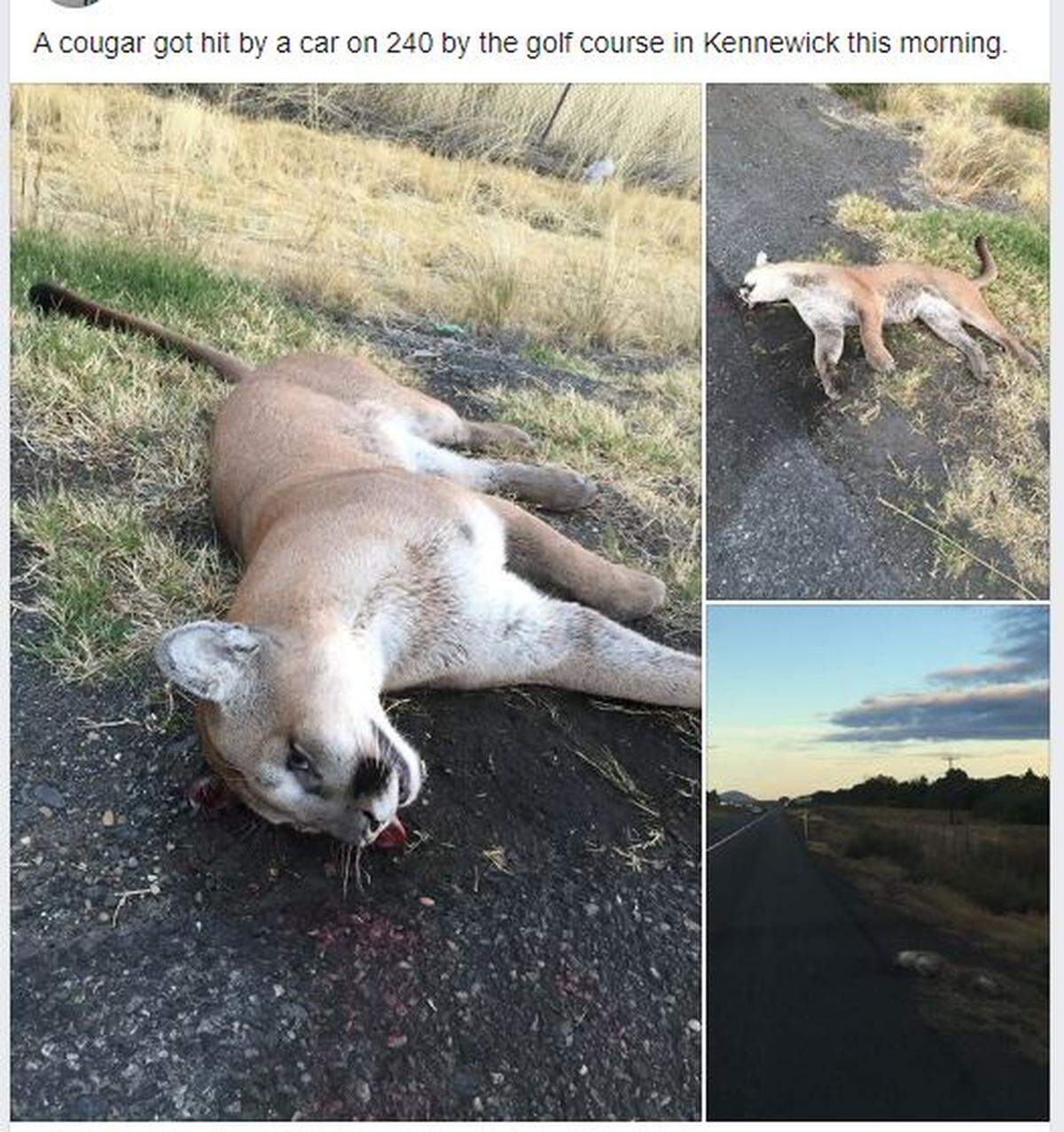 A Kennewick police officer posted pictures on his personal Facebook page of a dead cougar discovered Monday morning along Highway 240 in Kennewick.