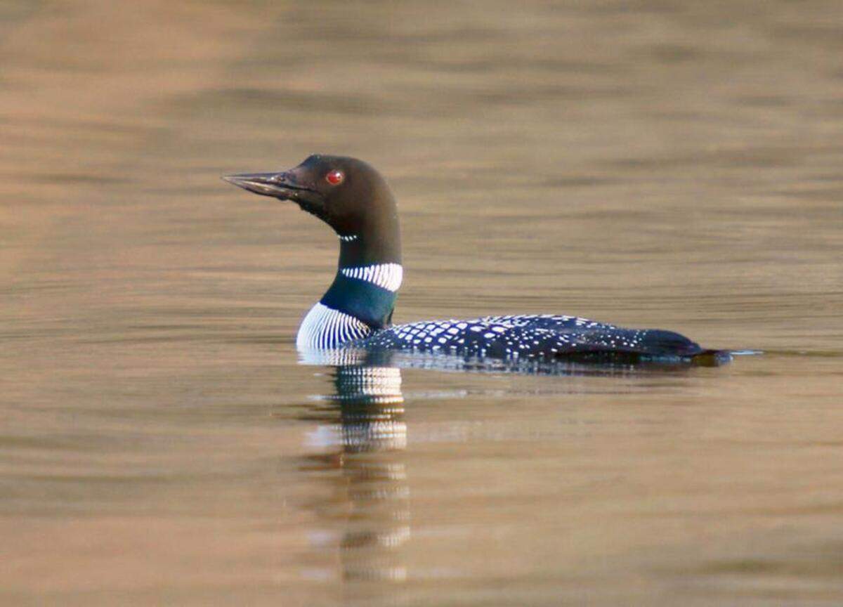 Common loon