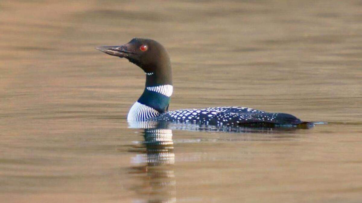 The common loon is listed as a sensitive species in Washington and is protected as a migratory, nongame species by state and federal law.
