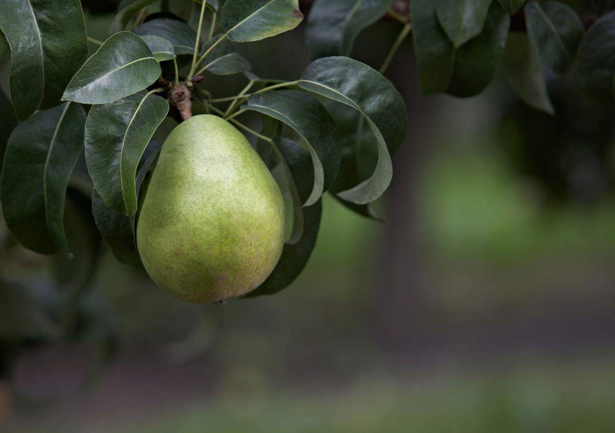 Green Anjou are the largest pear crop and available in stores year-round.