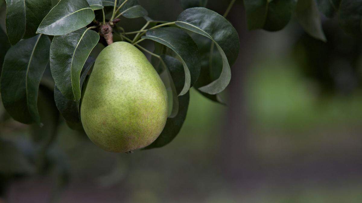 Green Anjou are the largest Northwest pear crop and available in stores year-round.