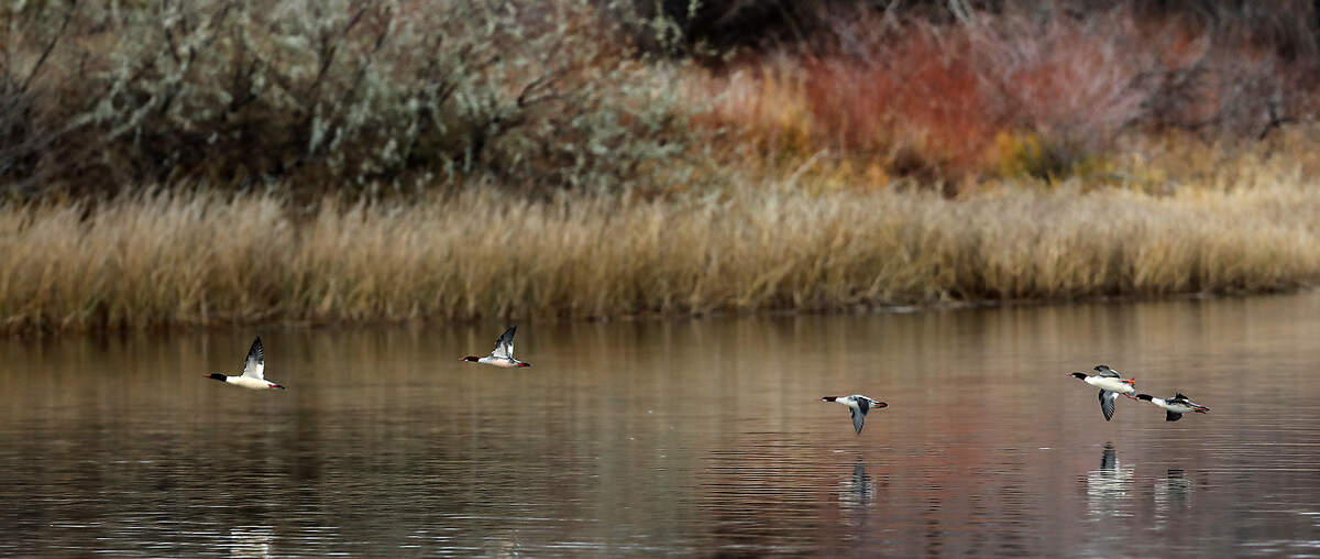 A group of ducks skim across the water's surface behind the causeway near Bateman Island in Richland.