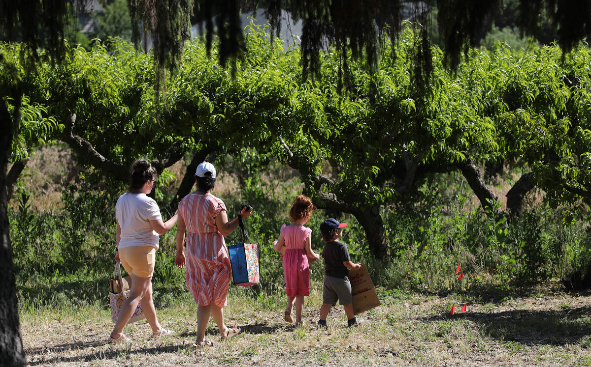 Customers carry empty bags into the orchard on the opening day of cherry u-pick at Ray French Orchard in Richland.
