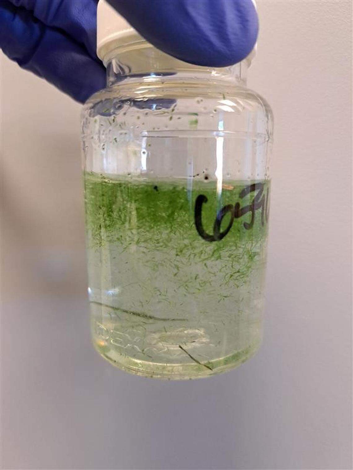 The Benton Franklin Health District is collecting samples of Columbia River water to test for toxins produced by algae.