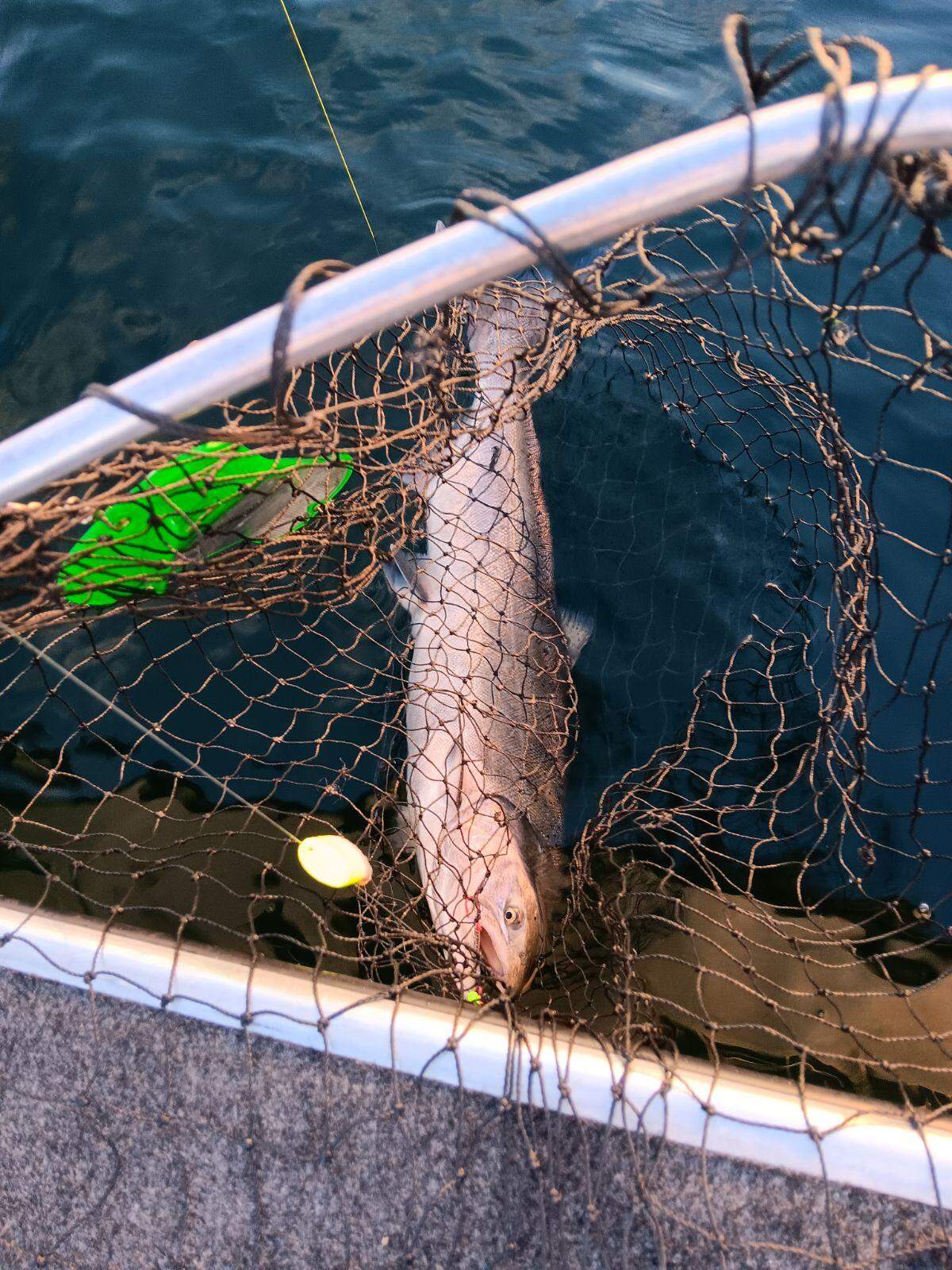 A successful net job is a good start to a morning of salmon fishing on the Hanford Reach.